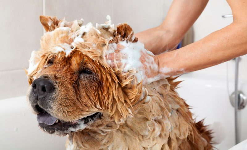 anti-shedding shampoo