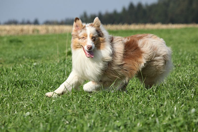 Australian Shepherd Dogs are Shepherds