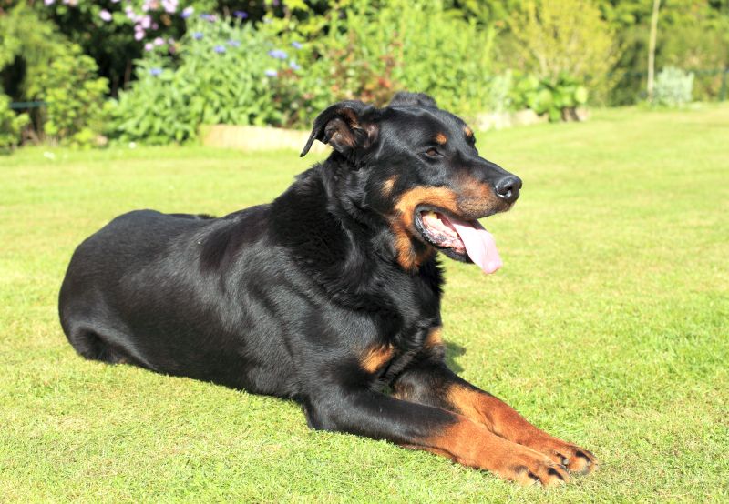 Beauceron 