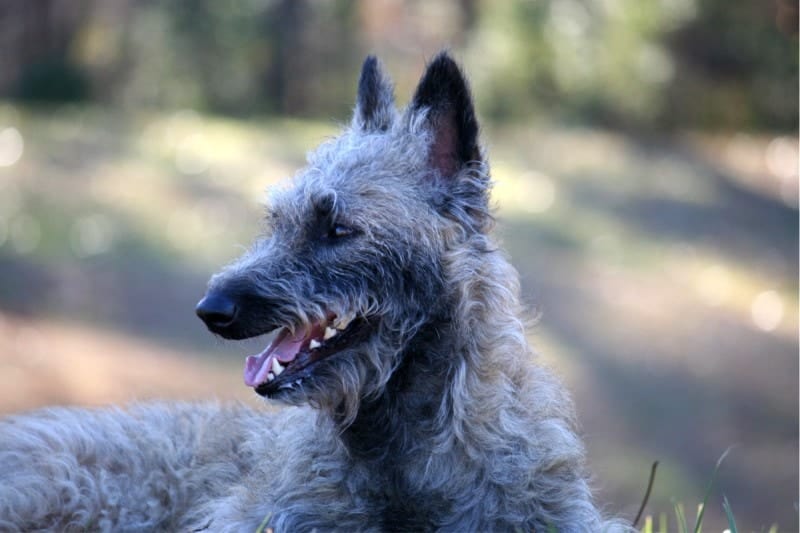 Belgian Laekenois rear dewclaws