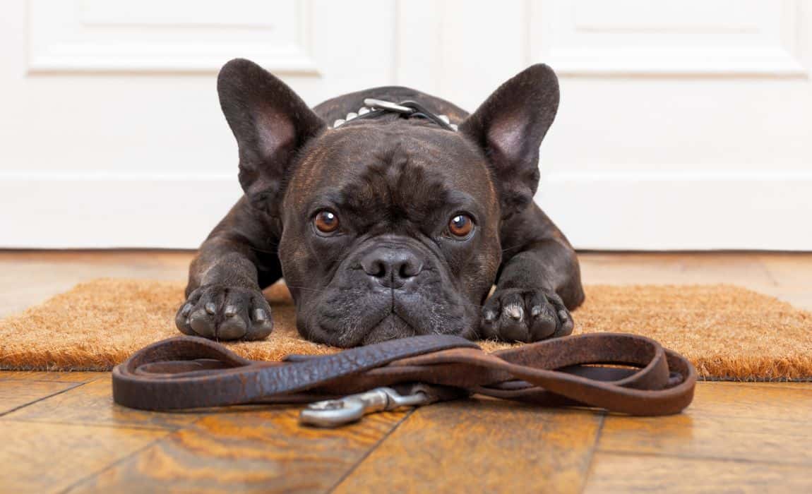 teaching dog to use potty bells