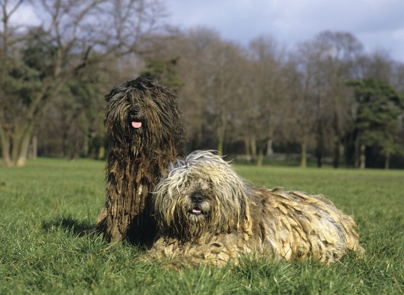 Bergamasco Sheepdog with Rear Dewclaws