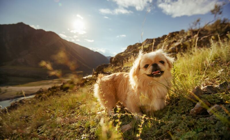 Best Overall Dog Food for Pekingese