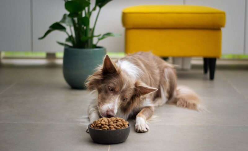 Best Starch-Free Dog Foods