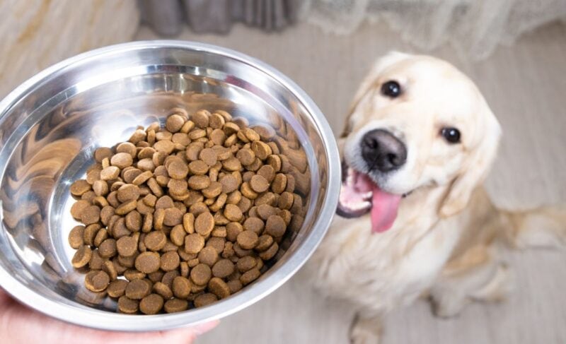 Best dog food for golden retrievers