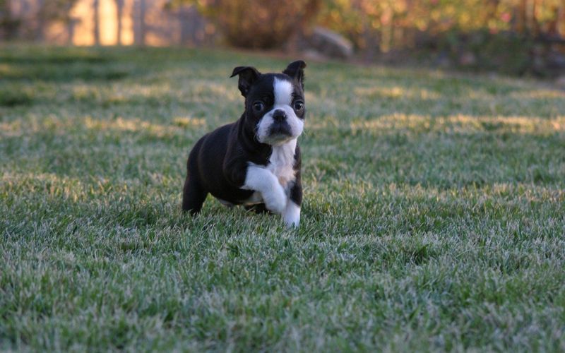 Black and white Boston Terrier puppy on grass