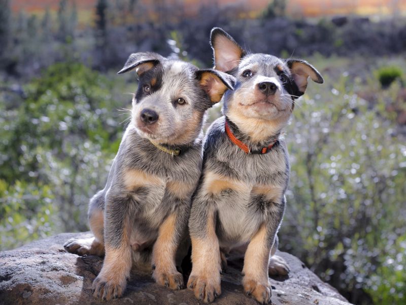 Australian Cattle Dogs Mixes