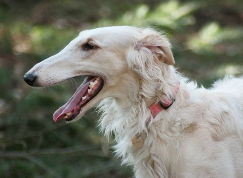 Sighthound Dog Breeds_Borzoi