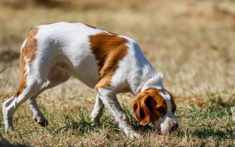 Catering to Your Brittany's Needs: A Health-Based Approach to Choosing a Food