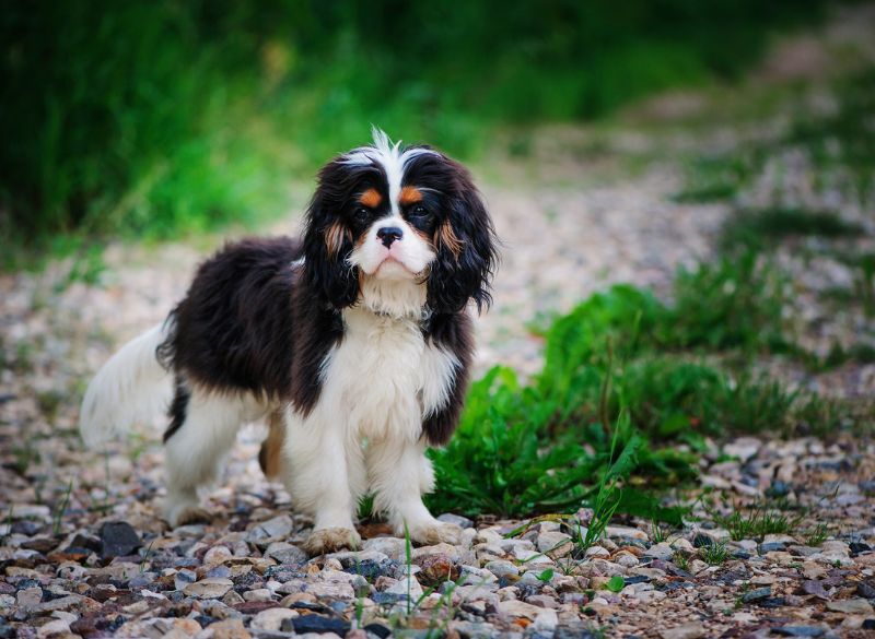 Cavalier King Charles Spaniels are well-behaved