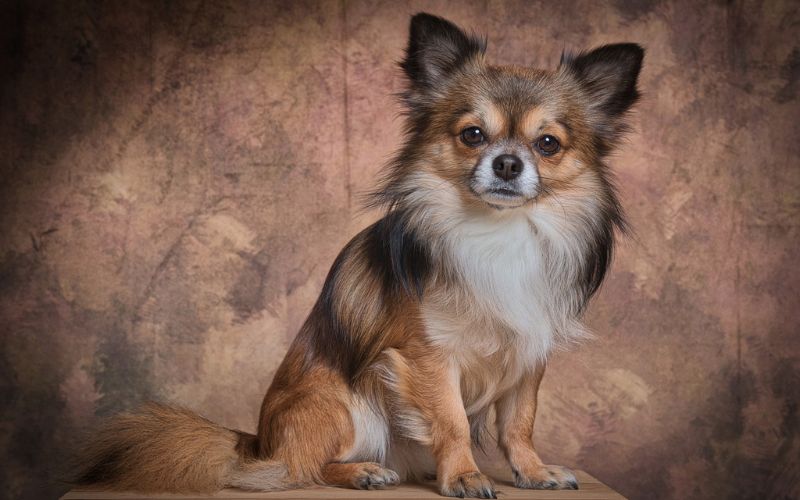 Chihuahua on platform