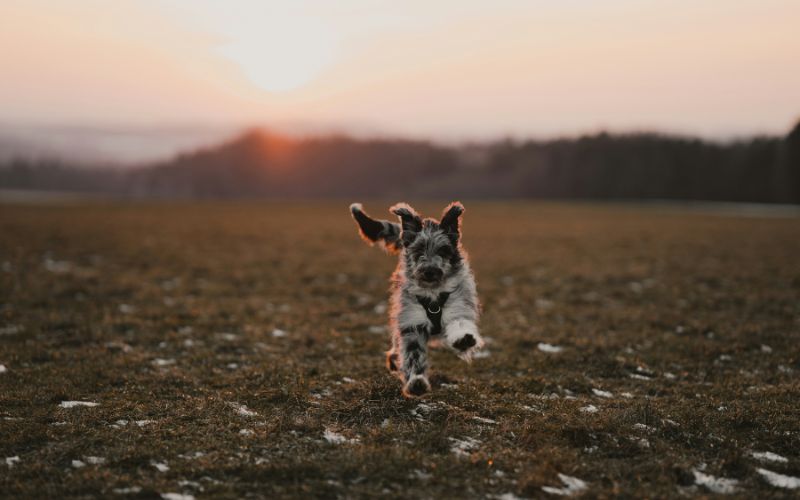 Choose A Healthful Food for Your Aussiedoodle