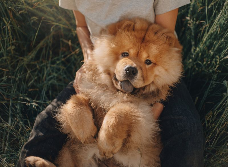 Chows are not well-behaved