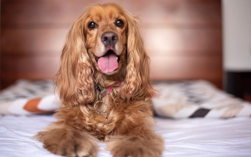 Cocker Spaniel on bed