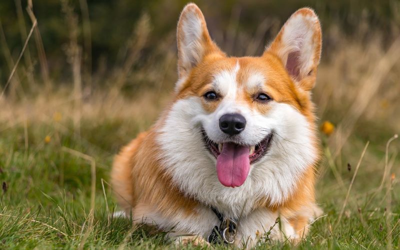 Corgi lying on grass