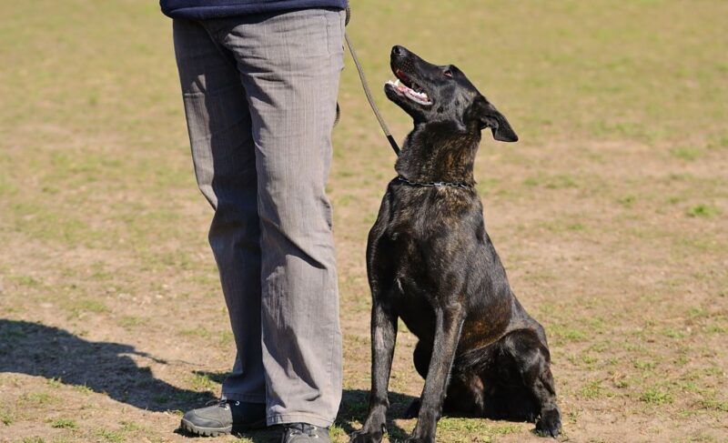 Best Dog Food for Dutch Shepherds