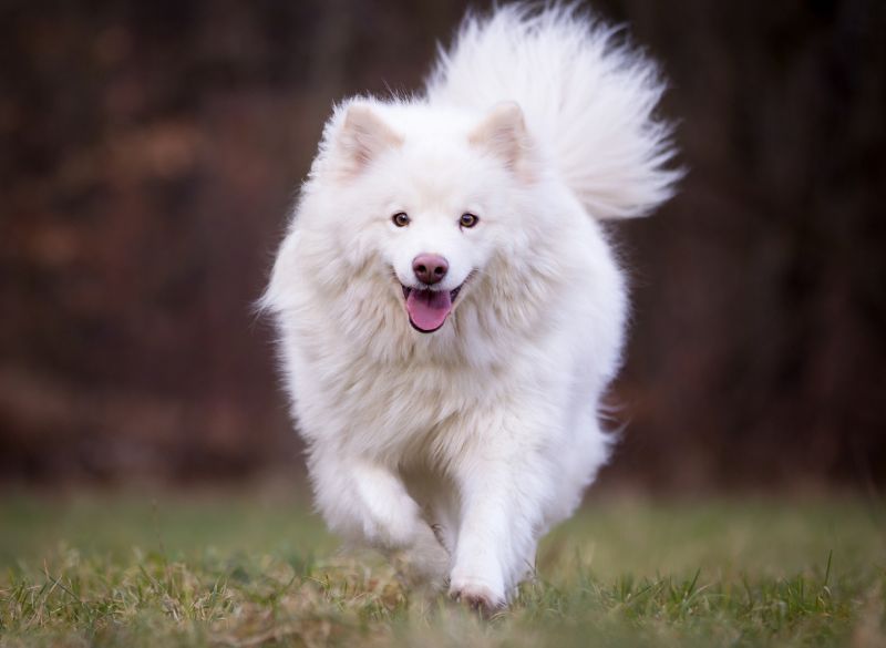 Finnish Lapphund Rear Dewclaws