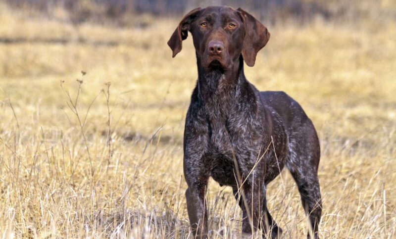 German shorthair pointer foods