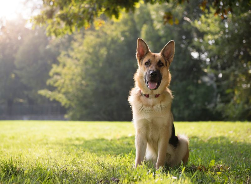 GSDs are well-behaved