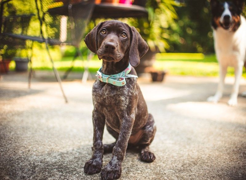 Best dog food for German shorthaired Faq