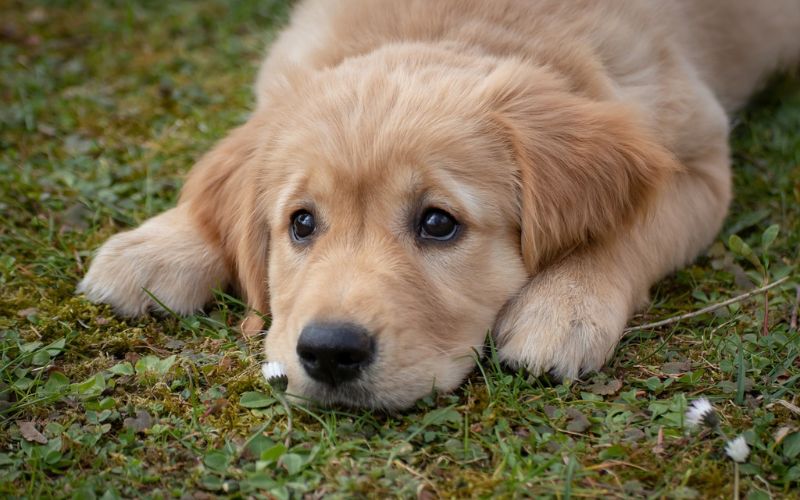 Golden Retriever puppy lying on grass