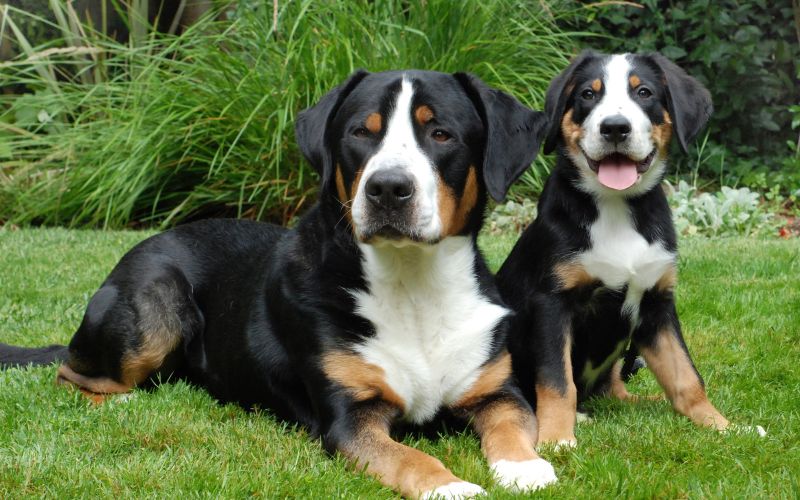 Greater Swiss Mountain Dogs on grass