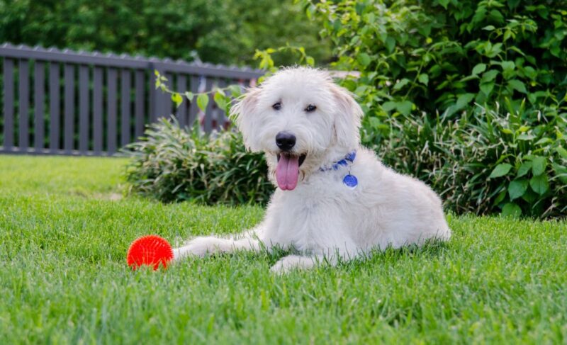 Best dog food for labradoodles.