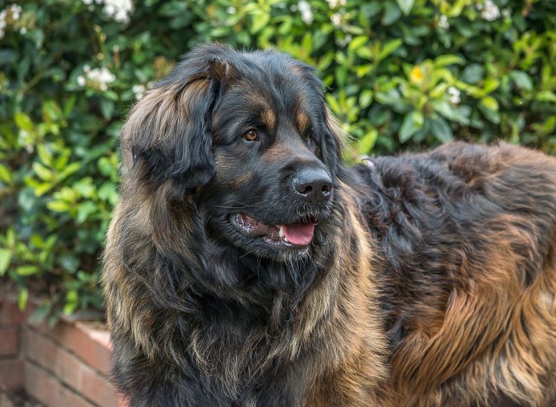 Leonberger with Rear Dewclaws