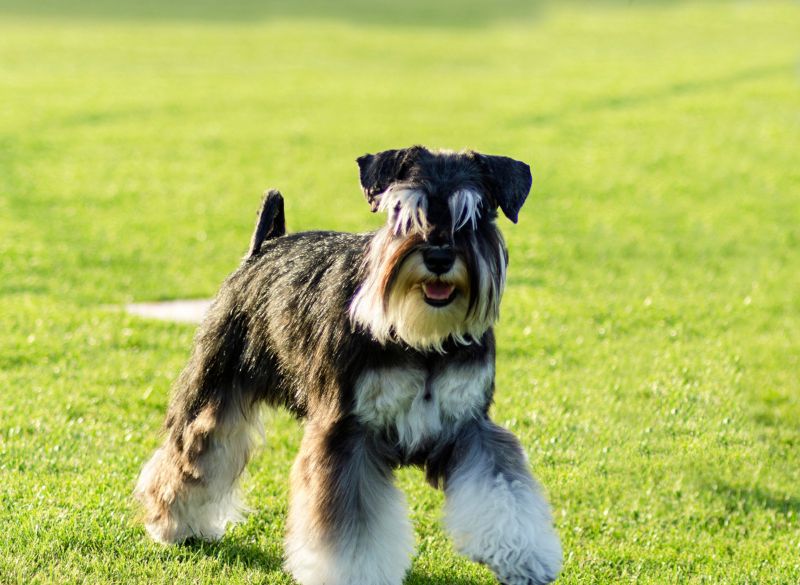 Miniature schnauzers are well-behaved