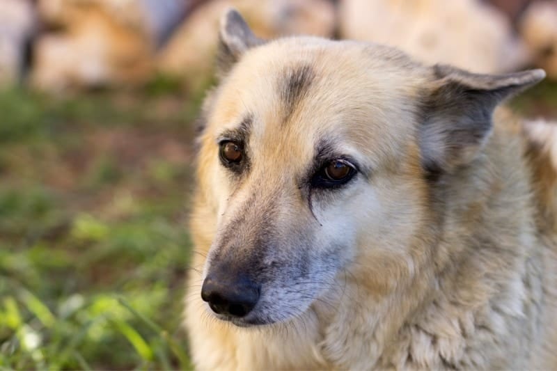 Norwegian Buhund