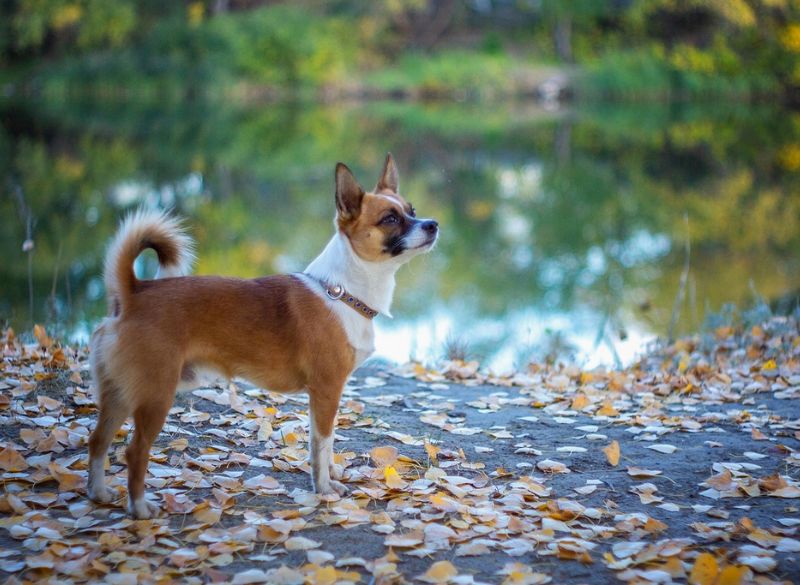 Norwegian Lundehund with Rear Dewclaws