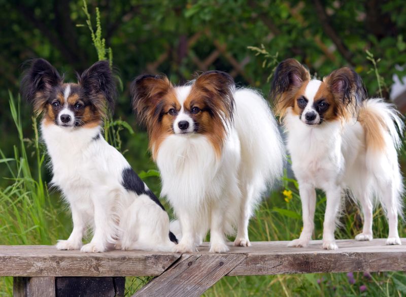 Papillons are well-behaved