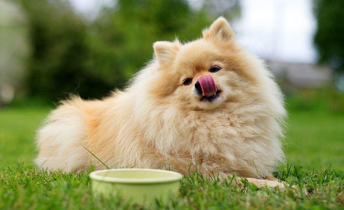 Best Pomeranian Food