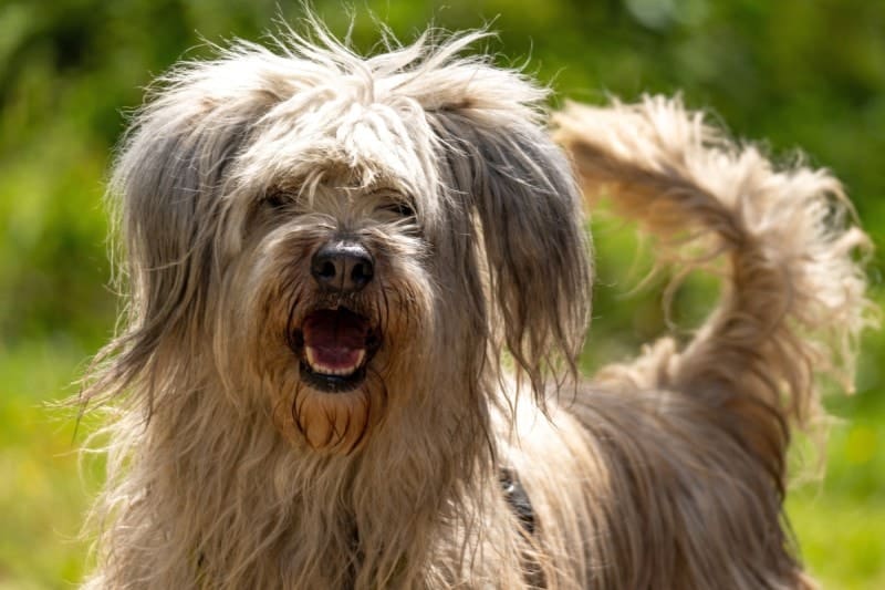 Portuguese Sheepdog rear dewclaws