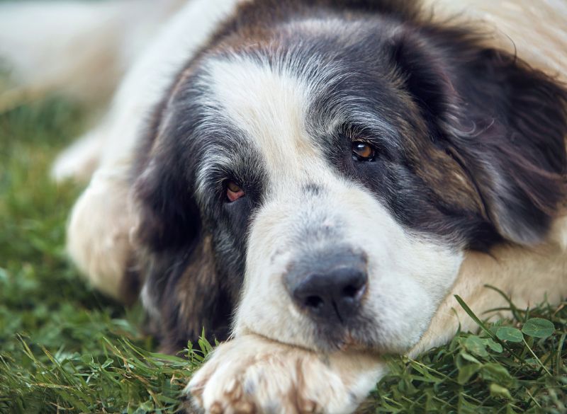 Pyrenean Mastiff with Rear Dewclaws