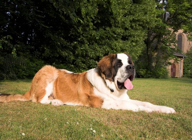 Saint Bernard with Rear Dewclaws