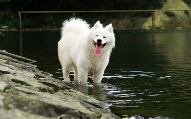 Samoyed standing in water while smiling