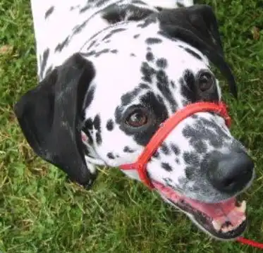 Snoot Loop Head Collar