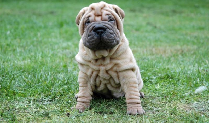 shar pei dog foods