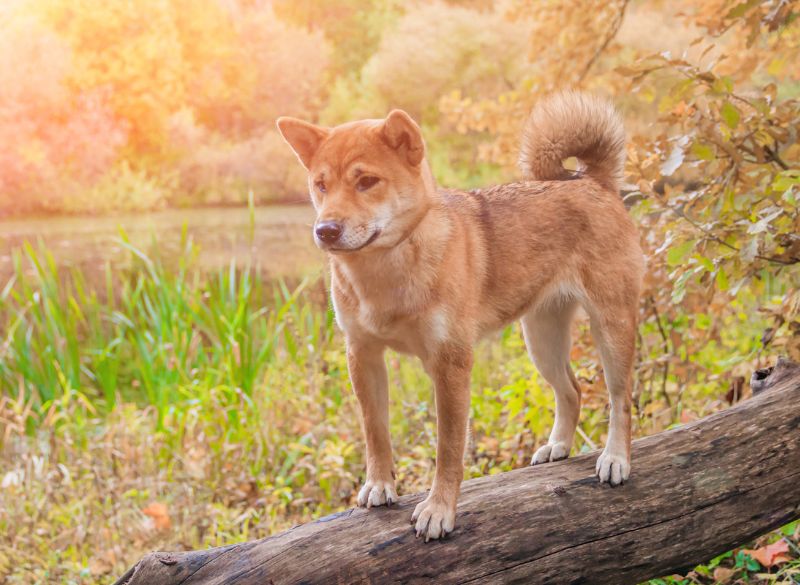 Shibas are not well-behaved