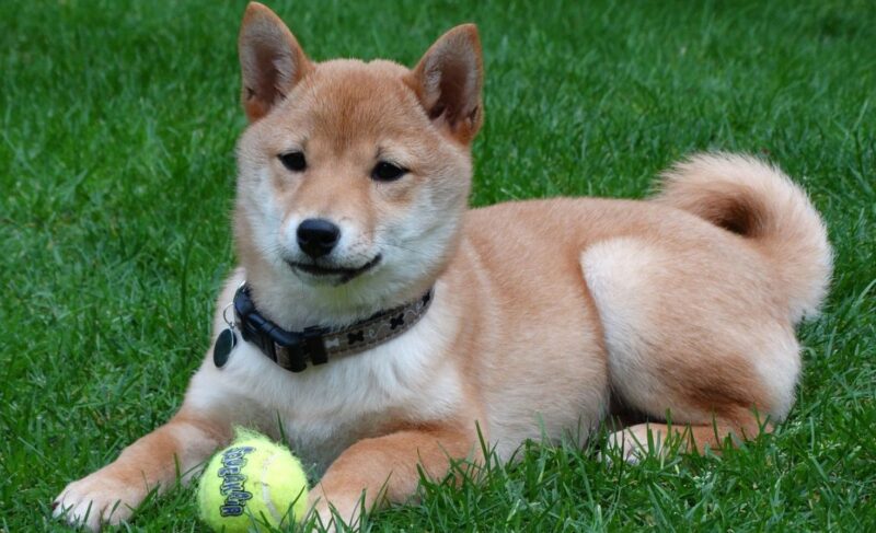 Shiba inus