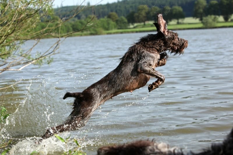 Spinone Italiano