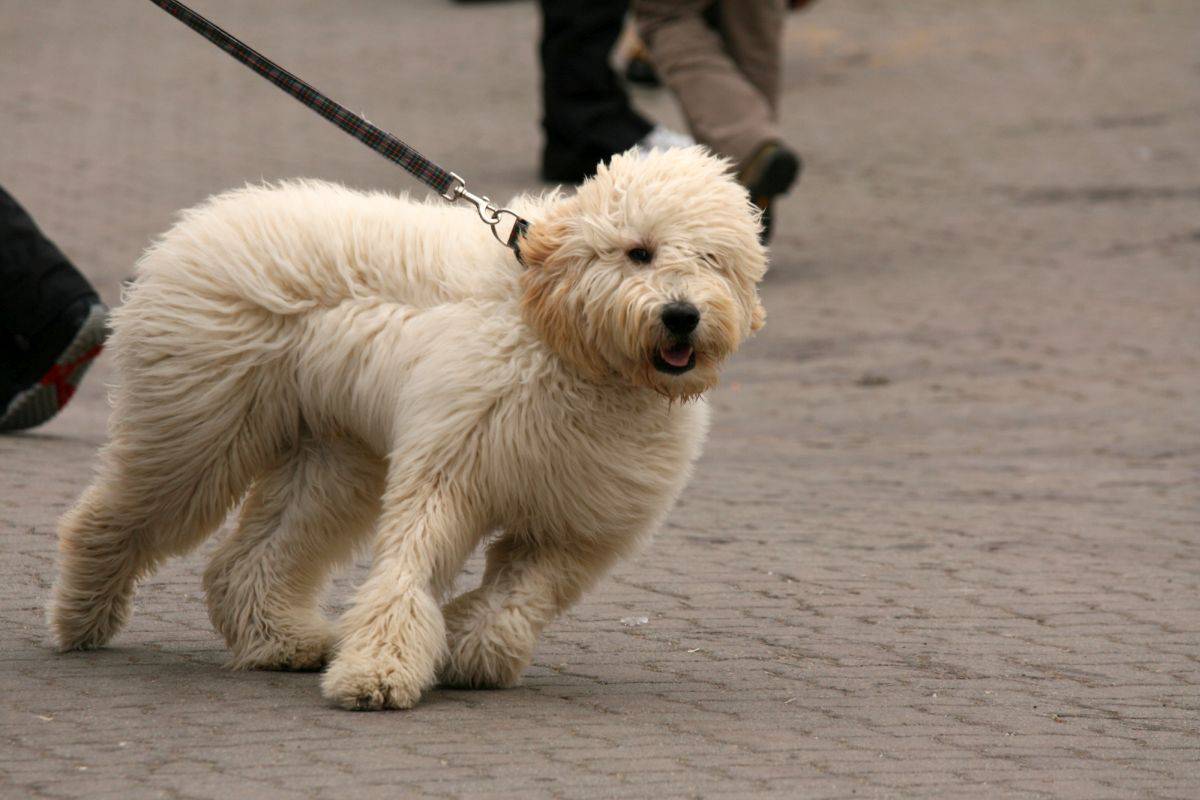 Strong Dog Leashes