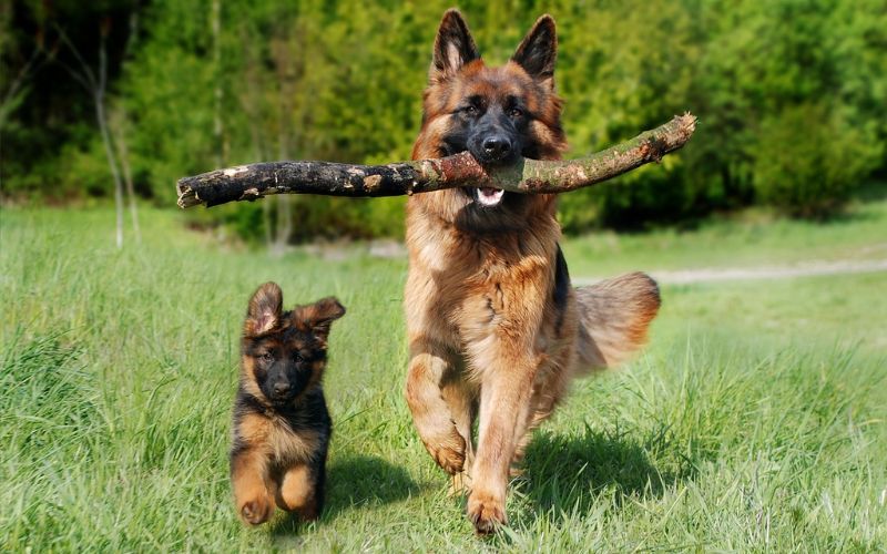 Two German Shepherds Running in Grass