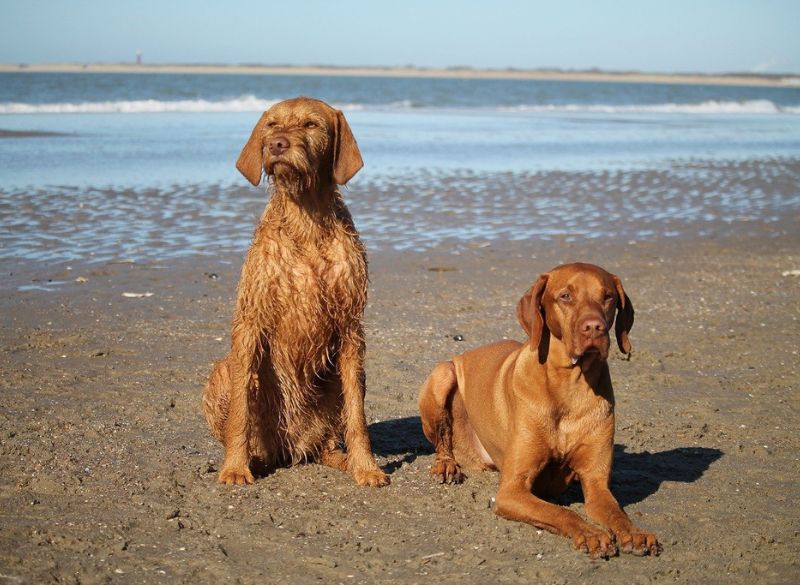 Vizsla with Rear Dewclaws