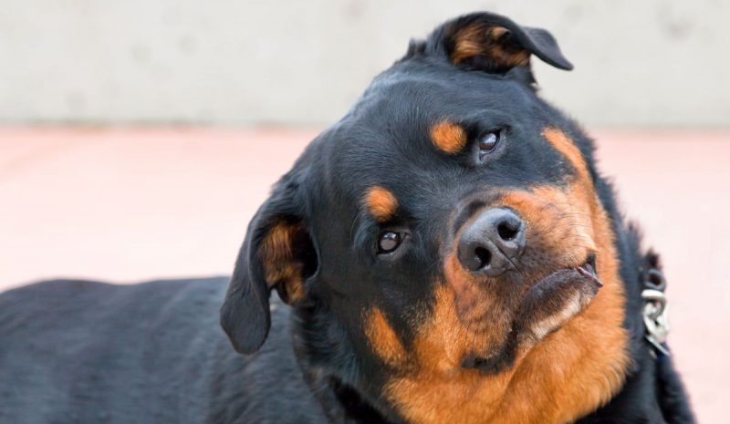 Why Dogs Tilt Their Heads