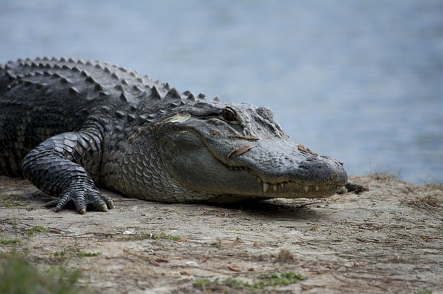 alligator dog food