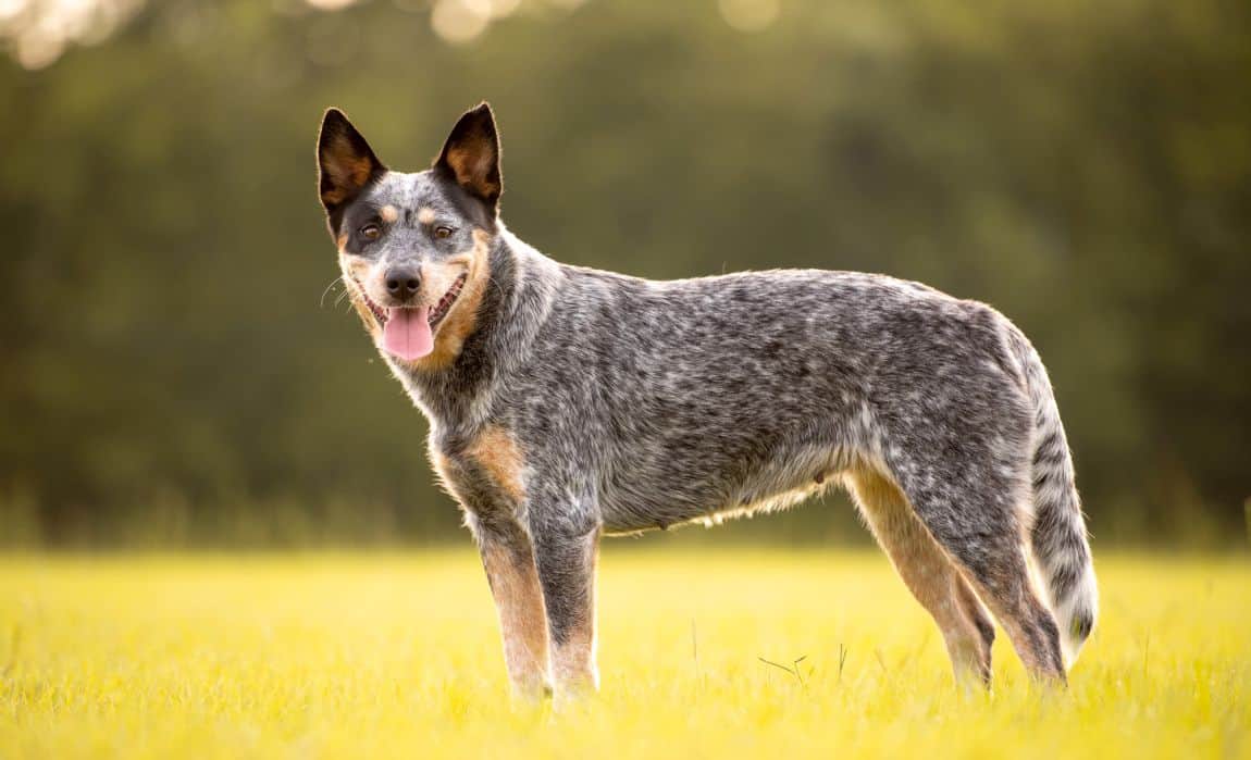 Australian Cattle Dog Foods