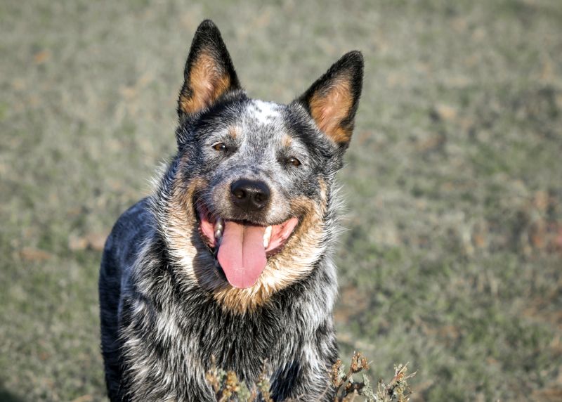 blue heeler personality