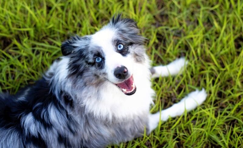 Best Australian Shepherd Dog Foods